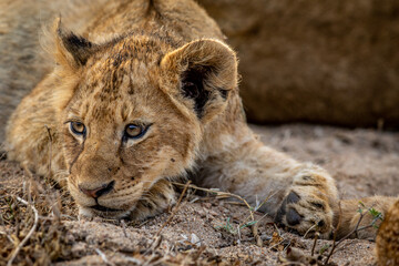 Close up of a Lion cub's face.