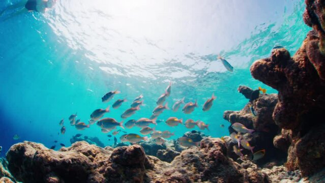 School of fish swim underwater over coral reef. Thulusdhoo island in Maldives
