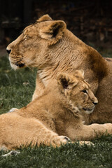 Lioness with cub (Lion)