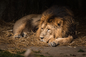 Naklejka na ściany i meble Lion laying down resting