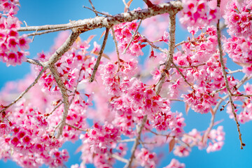 Beauty Pink flower Tree. Low Angle View Of Wild Himalayan Cherry blooming Against Blue Sky.