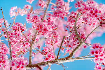 Beauty Pink flower Tree. Low Angle View Of Wild Himalayan Cherry blooming Against Blue Sky.
