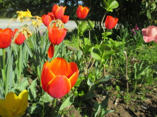 春の花壇に美しく咲き誇った、色とりどりのチューリップ