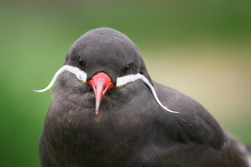 Inca Tern