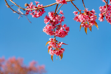 Beauty Pink flower Tree. Low Angle View Of Wild Himalayan Cherry blooming Against Blue Sky.