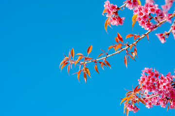 Beauty Pink flower Tree. Low Angle View Of Wild Himalayan Cherry blooming Against Blue Sky.