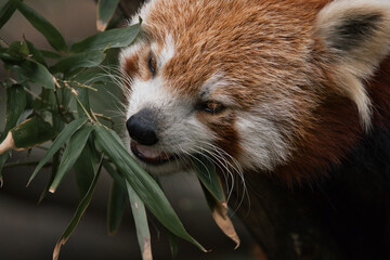 Fototapeta premium Red panda eating
