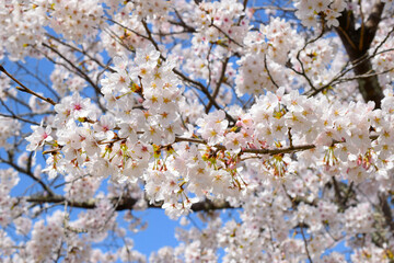 満開の桜の花と青空、青空とソメイヨシノ