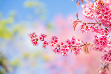 Beauty Pink flower Tree. Low Angle View Of Wild Himalayan Cherry blooming Against Blue Sky.