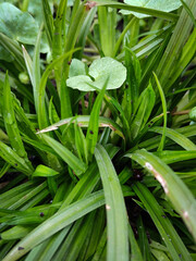 Obraz premium leaves in the garden