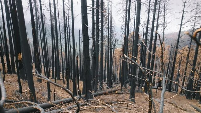 Aerial view of remote countryside with beautiful forest of pine trees. Small and medium-sized trees after the wildfire on steep hillsides. High quality 4k footage