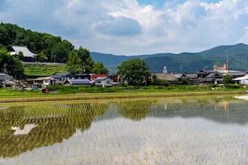 Fototapeta na wymiar paddy field that has been planted in village area of Saga prefecture, Japan.