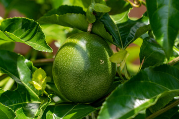 Trees bear a Passion fruit are in Saga prefecture, JAPAN. 