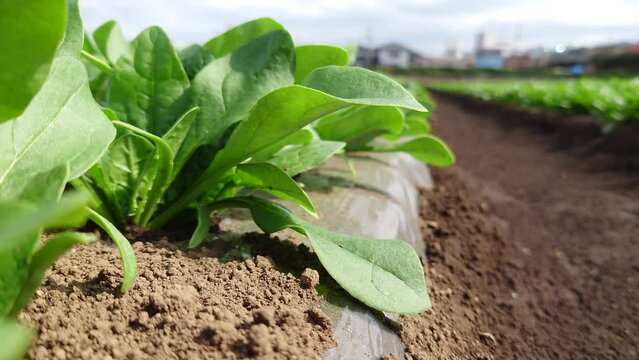 spinach、ほうれん草、昼下がり、春の陽気、雨の次の日、光輝く【品種】グリーンアップ（MSS-1211）　【撮影日時】2022-04-05 14:16　【播種日】2022/2/22