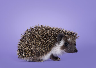 Cute little hedgehog baby. Isolated on a pastel purple lilac background. Standing facing side ways and looking towards camera.