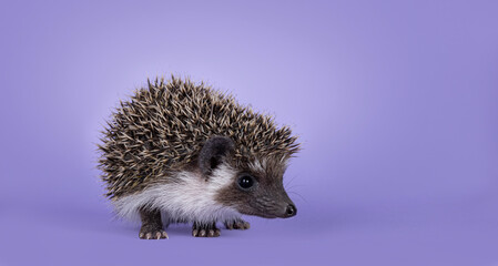 Cute little hedgehog baby. Isolated on a pastel purple lilac background. Standing facing side ways and looking away from camera.