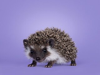 Cute little hedgehog baby. Isolated on a pastel purple lilac background. Standing facing side ways and looking towards camera.