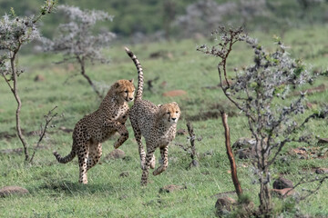 Obraz na płótnie Canvas playful cheetah in the savannah