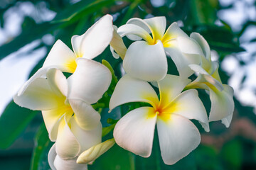 white frangipani flowers on dark green leaves background. Tropical plants, beauty in nature. Relaxation and rest