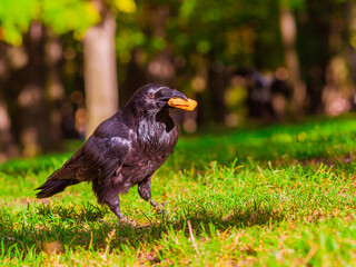 crow on the grass