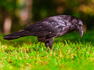 crow in the grass