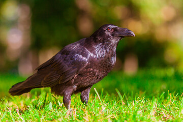 blackbird in the grass