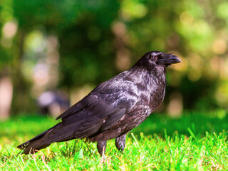 crow on the grass