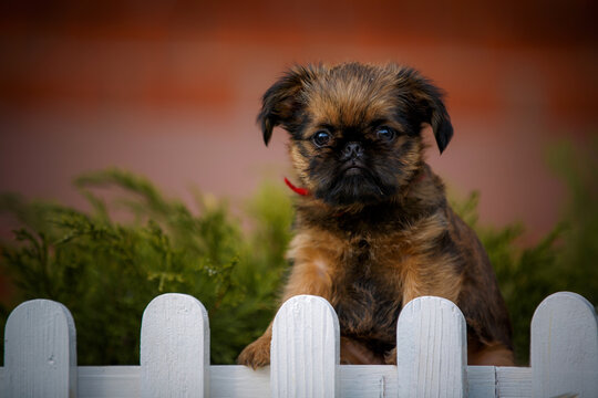 brussels griffon in summer garden