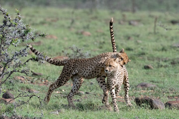 two cheetah sub adults playing in the savannah of the Maasai Mara 