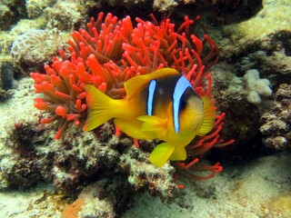 Fototapeta na wymiar red anemone 