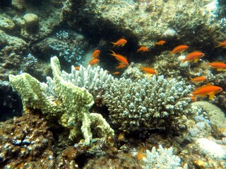red sea fish and coral reef