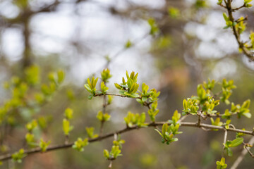 Young, succulent leaves of boxwood, green defocus background. Evergreen Garden, selective focus