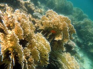 fire coral