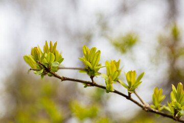 close-up Young, succulent leaves of boxwood, green defocus background. Evergreen Garden, selective focus