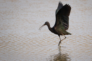 Glossy ibis Plegadis falcinellus