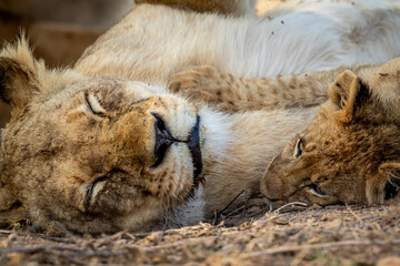 Close up of a Lion cub's face cuddling.