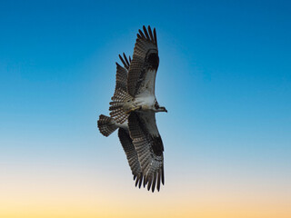 Ospreys flyby 