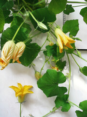 Pumpkin flowers and whips with buds