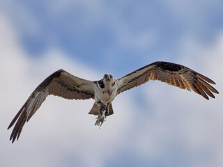Fototapeta na wymiar Osprey flyby