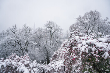 Bern during an onset of winter with snow covered trees and Berner Münster