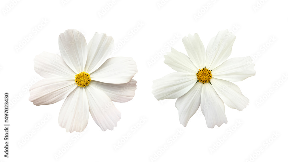 Canvas Prints isolated white cosmos flower with clipping paths.