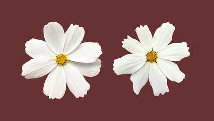 isolated white cosmos flower with clipping paths.