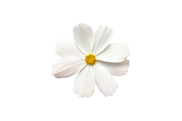 Fototapeta premium isolated white cosmos flower with clipping paths.