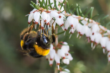 Bumblebee