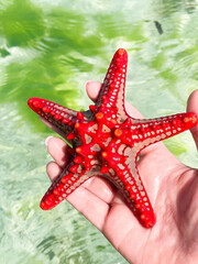 red starfish on the beach