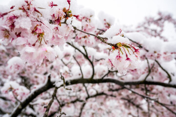 cherry flower in snow in spring