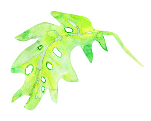 Exotic tropical watercolor leaf isolated on white