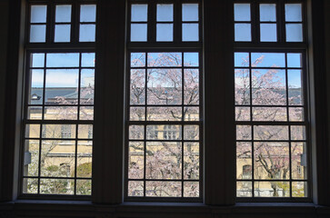 Cherry trees through the window of Kyoto Prefectural Government Old main building in Kyoto City