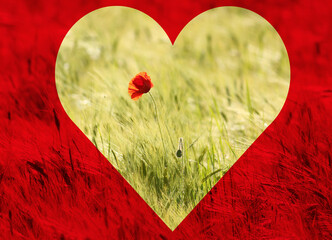 Papaver rhoeas, poppy, red flower in the middle of an unripe green field with grain, bordered by a red heart - Powered by Adobe