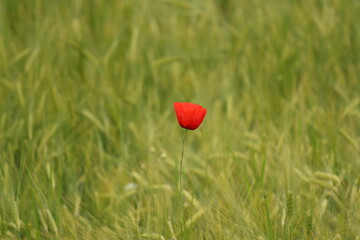 Papaver rhoeas, one poppy flower in the middle of an unripe green cereal field, female beauty of a flower, red color of a flower